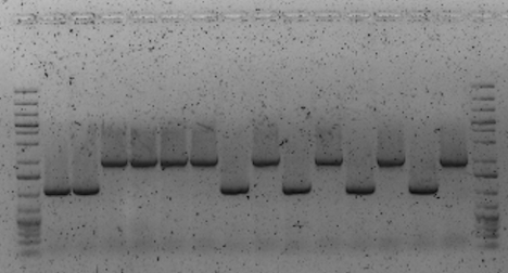 PCR of tetracycline (tet) promoters using Herculase DNA polymerase. Plasmid template (10ng/uL), run on a 1% agarose gel (recycled).