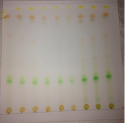 Thin-layer chromatography of a few different strains of Nostoc punctiforme—wild type, mutant, and overexpression.