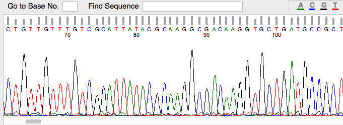 Sequencing of purified plasmids using unique primers. Sequencing provided by Laragen Sequencing & Genotyping, UCLA, Los Angeles.