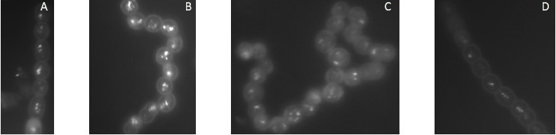 [A], [B], [C] Filaments of N. punctiforme expressing the same translational fusion protein as in the series of images above. Filaments were stained with the neutral lipid-staining dye BODIPY. Neutral lipids appear as bright inclusions in the center of most cells. [D] WT N. punctiforme stained with BODIPY