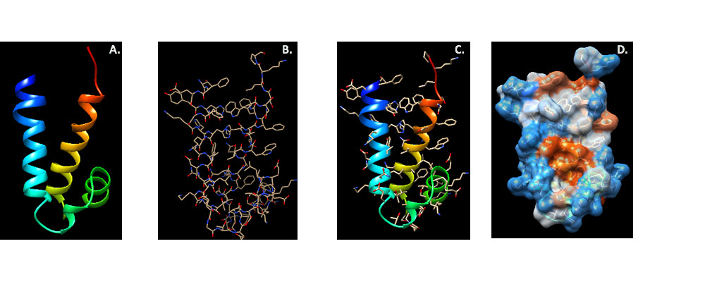 [A] Homology model of a certain protein of interest. Ribbon-only. [B] Ball and stick model of [A]. [C] Merge of [A] and side chains-only of [B]. [D] Hydrophobicity plot layered over image [C], blue represents hydrophilic residues while red represents hydrophobic residues. All images generated using UCSF Chimera software.