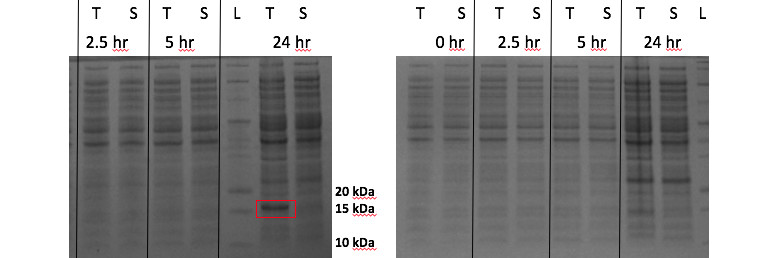 SDS-PAGE of a protein of interest expressed in the vector pET28a. The protein was induced for 0, 2.5, 5, and 24 hours. The protein being induced/ isolated was found to be insoluble and produced only 24 hours after induction with IPTG (red box). T = total pellet, S = soluble fraction. L = ladder.