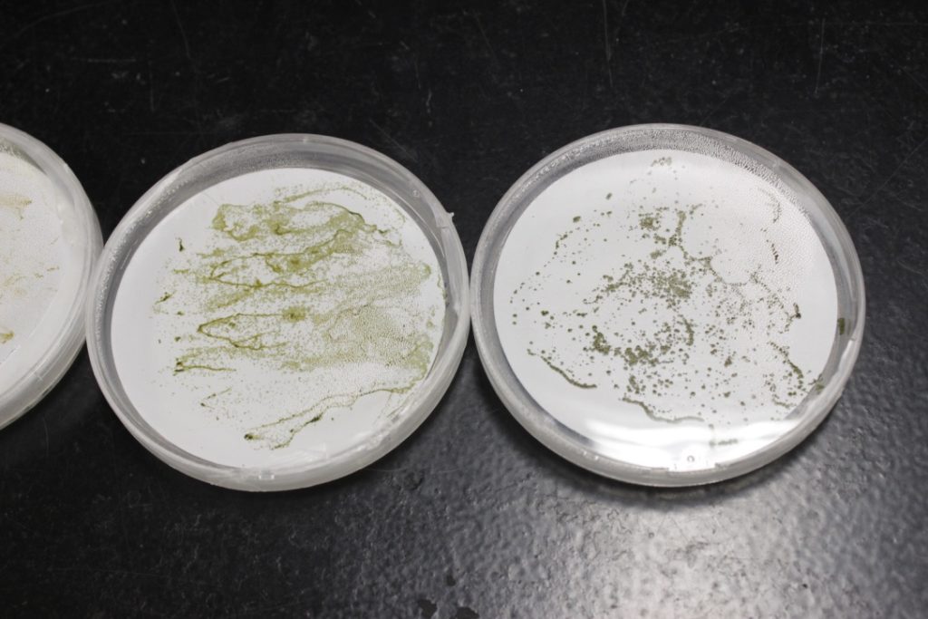 Mutants of N. punctiforme immediately following conjugation (left) and two to three weeks after the conjugation process (right). True mutants look like specks in the right image