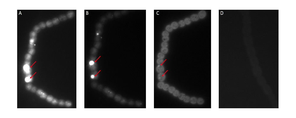 A: Epifluorescence micrographs of a filament of N. punctiforme expressing a transcriptional reporter plasmid. GFP inclusions are highlighted as red arrows—1000x magnification. [B] Same filament as [A] but captured with lower exposure settings. [C] Autofuorescence of filament in [A]. [D] Wild-type (WT) filament of N. punctiforme which does not contain the transcriptional reporter plasmid. Exposure settings are equal to micrograph [A].